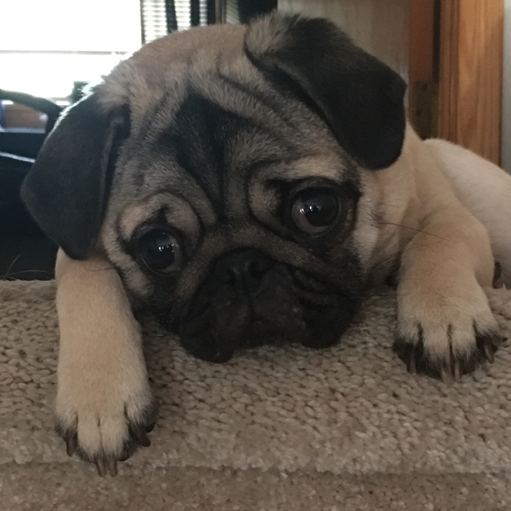 Meet the Posher -pups Bella & Baylee